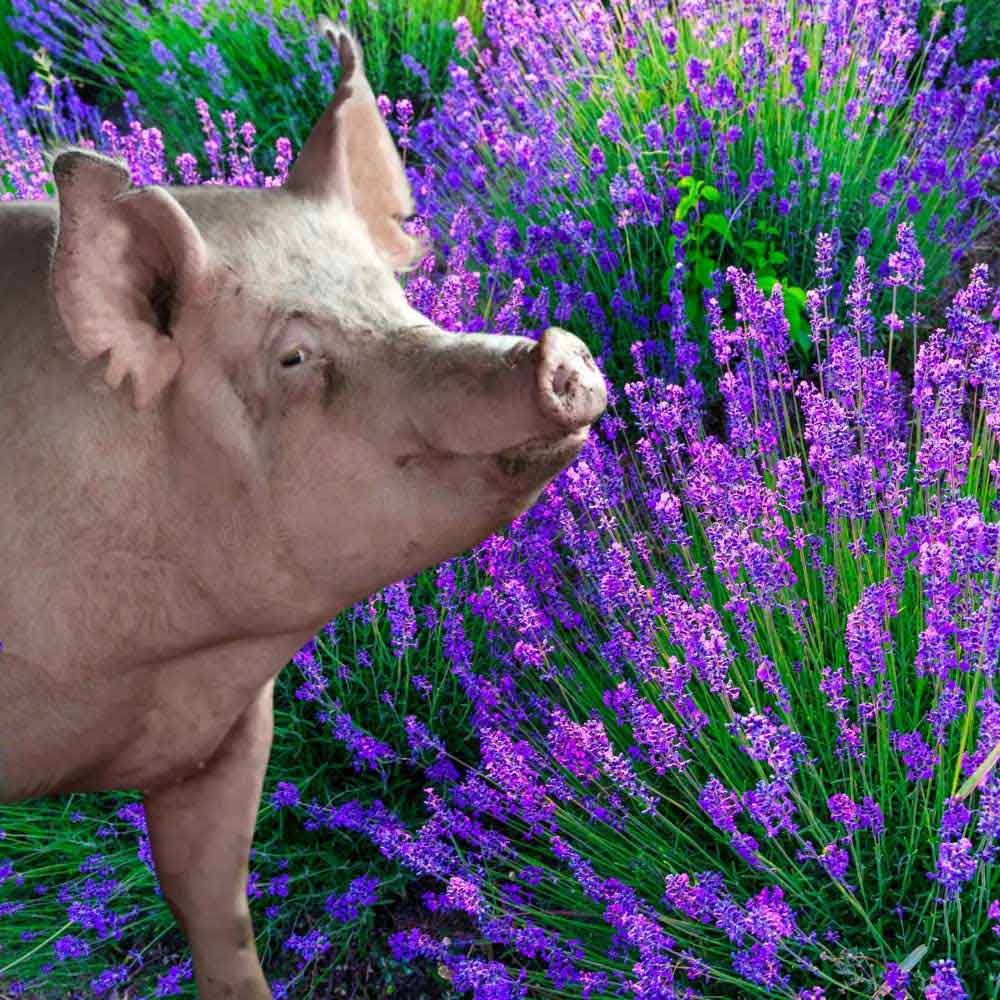 Le bestiaire du crime Scène 1 : Roseline en Haute Provence